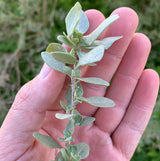 Saltbush