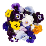 Mini Pansies