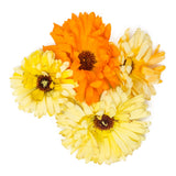 Calendulas