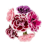 Carnations