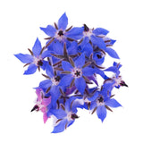 Blue Borage Flower