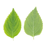 Hoja de Shiso