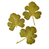 Dried and Pressed Geranium Leaves