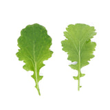 Mini Wasabi Mustard Leaves