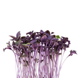 Albahaca Morada