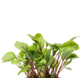 Sorrel