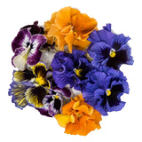 Violas