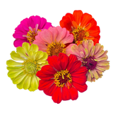 Zinnias