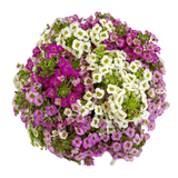 Alyssum