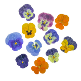 Dried and Pressed Mini Pansies