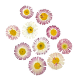 Bellis Deshidratadas y Prensadas