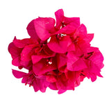 Bougainvillea