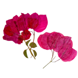 Dried and Pressed Bougainvillea