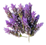 Flor de Lavanda