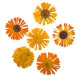 Calendulas Desidratadas e Prensadas