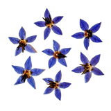 Dried and Pressed Borage Flower