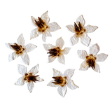 Dried and Pressed White Borage Flower