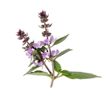 Thai Basil Flower