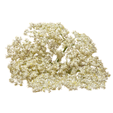 Elderflower