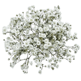 Gypsophila