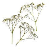 Gypsophila Dehidratada y Prensada