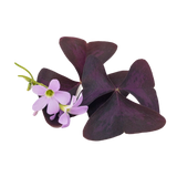 Oxalis