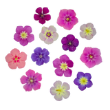 Dried and Pressed Phlox