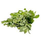 Saltbush