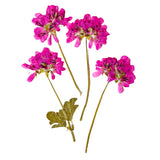 Dried and Pressed Scented Geraniums