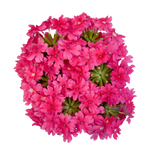 Verbena