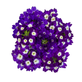 Verbena