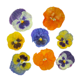 Violas Desidratadas e Prensadas