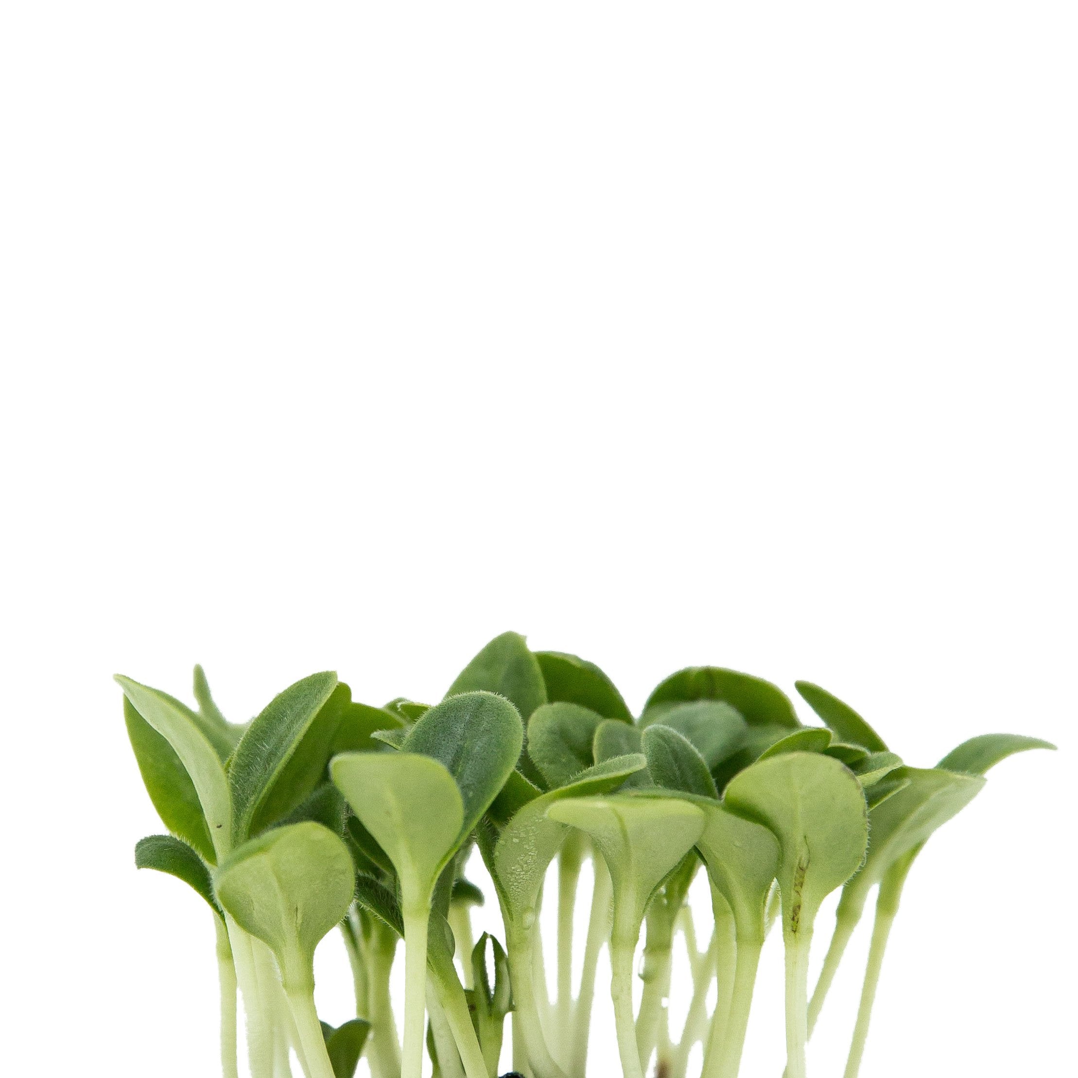 Micro Borragem Entrega Em 24 Horas Microgreens 8513